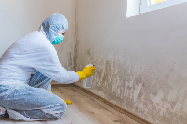 Licensed Mold Remediation service in Sterling, IL - WQB Mold Removal